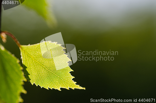 Image of Closeup of a backlit birch tree leaf