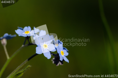 Image of Beautiful Forget-me-nots close up