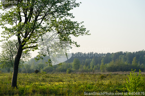 Image of Springtime in a beautiful grassland