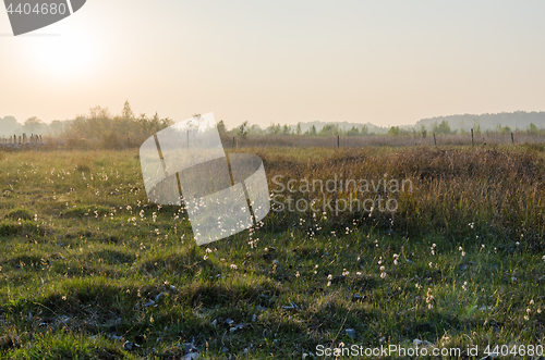 Image of Beautiful evening by a marshland