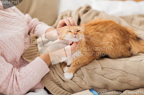 Image of close up of owner stroking red cat in bed at home