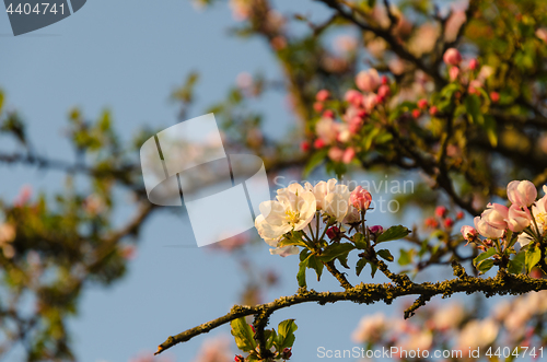 Image of Focus on one pink apple tree flower