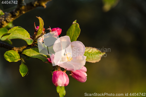 Image of Beautiful Apple Tree Flower