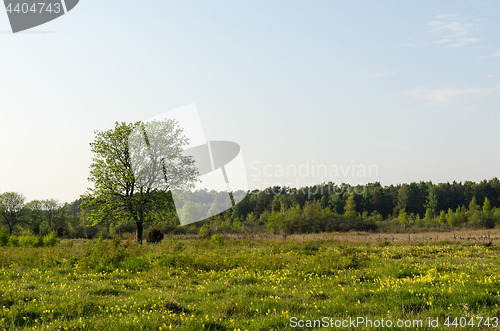 Image of Tree in a beautiful meadow by spring season