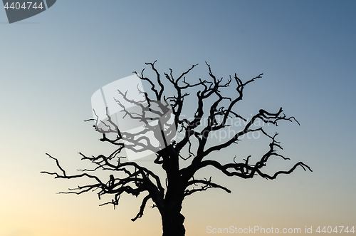 Image of Mighty old tree silhouette