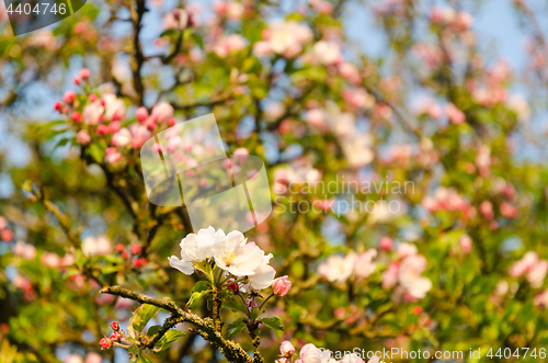 Image of Bright pink blossom apple tree