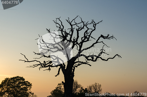 Image of Old mighty oak tree silhouette