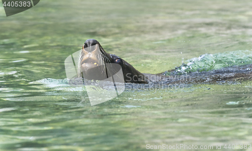 Image of Brown fur seal