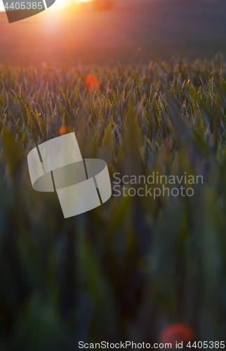 Image of Sunset and spring field. Abstract background