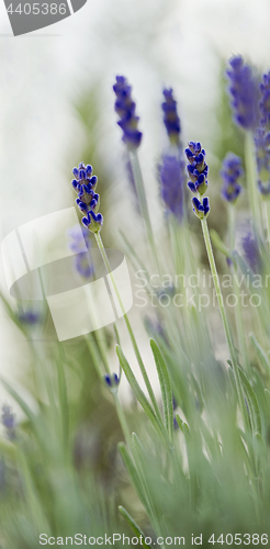 Image of Lavender in garden