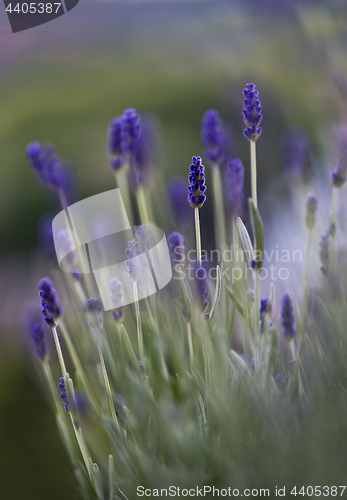 Image of Lavender in garden