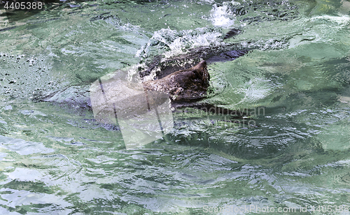 Image of Brown fur seal