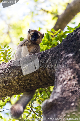 Image of Red-fronted lemur. Madagascar 