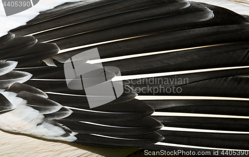 Image of Bird feathers, background