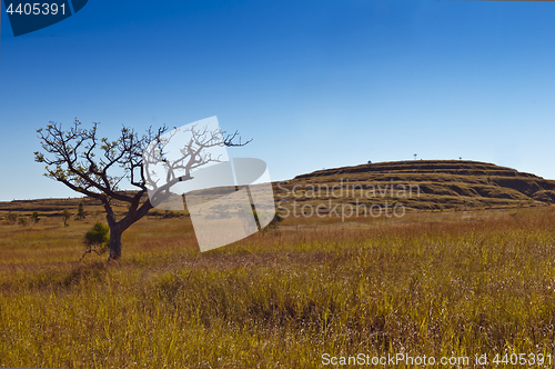 Image of Savanna. Grass and tree. Madagascar