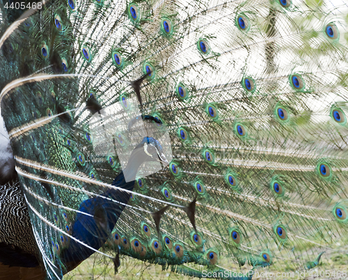 Image of Male peafowl displaying tail feathers