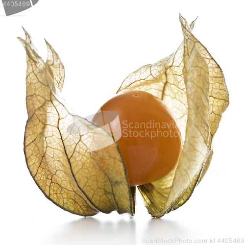 Image of Physalis, fruit with papery husk