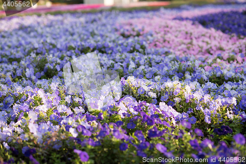 Image of Dubai miracle garden