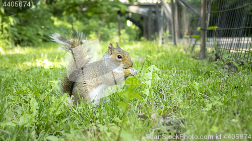 Image of little sweet squirrel eating in the grass