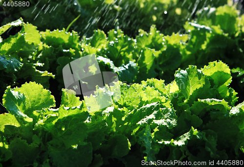 Image of green salad are grown up