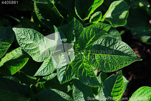 Image of leaves of the sprouted potatoes