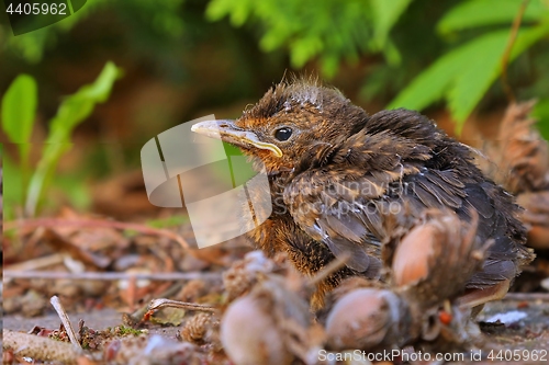 Image of Young baby bird sittin on the ground