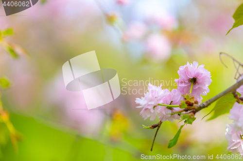 Image of Blossom tree over nature background