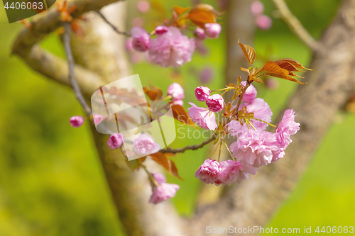 Image of Blossom tree over nature background