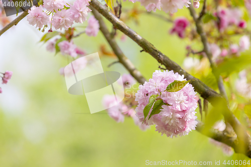 Image of Blossom tree over nature background