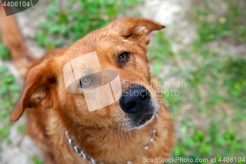 Image of Cute dog portrait