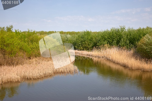 Image of Water surface with plants