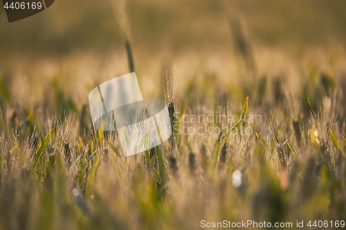 Image of Wheat field closeup