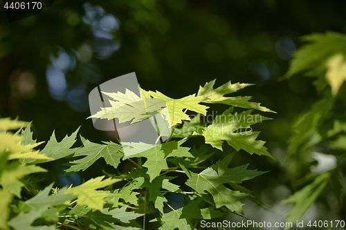 Image of Fresh Green Leaves