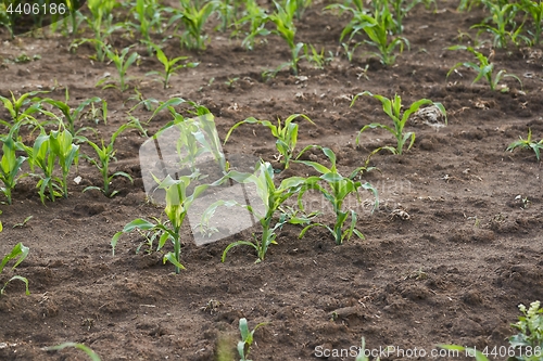 Image of Agricultural field with plants