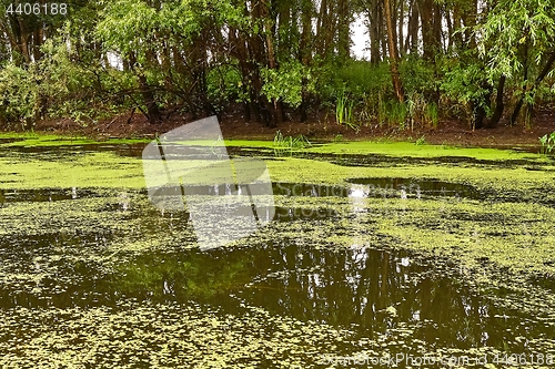 Image of Water surface with plants