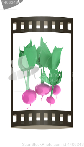 Image of Small garden radish isolated on white background. 3d illustratio