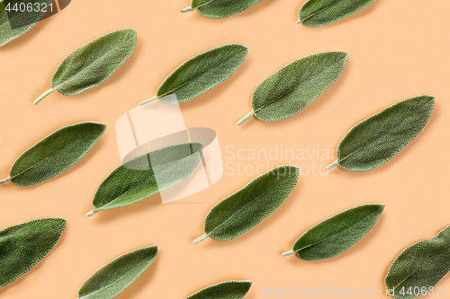 Image of Fresh, organic sage leafs over beige background