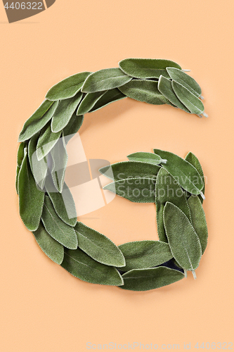 Image of Letter G made from green petals of sage