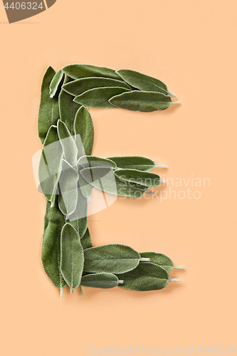 Image of Letter E made from green petals of sage