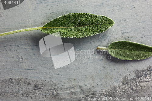 Image of Fresh, organic sage leaf over gray background