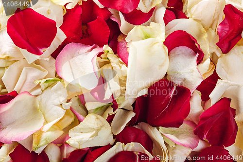 Image of Background texture of beautiful delicate pink rose petals