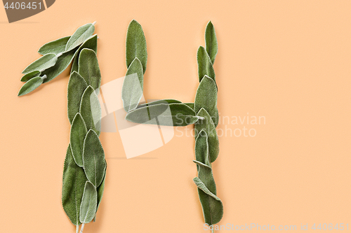 Image of The number 14 made from green petals of sage