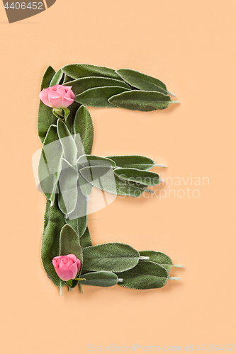 Image of Letter E made from green petals of sage