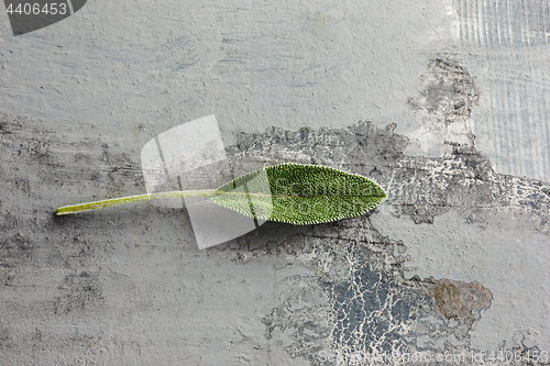 Image of Fresh, organic sage leaf over gray background