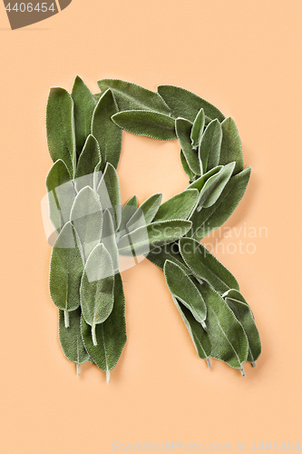 Image of Letter R made from green petals of sage