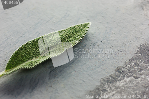 Image of Fresh, organic sage leaf over gray background