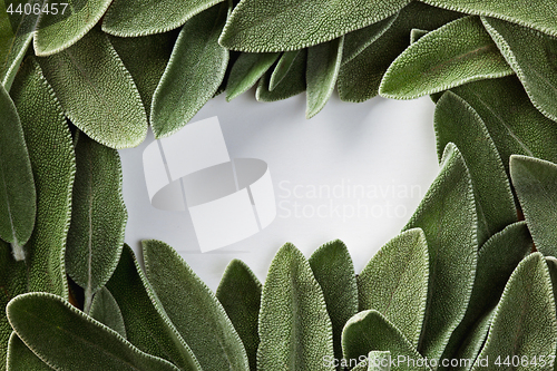 Image of frame of green fresh sage and place for text