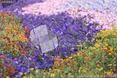 Image of Dubai miracle garden