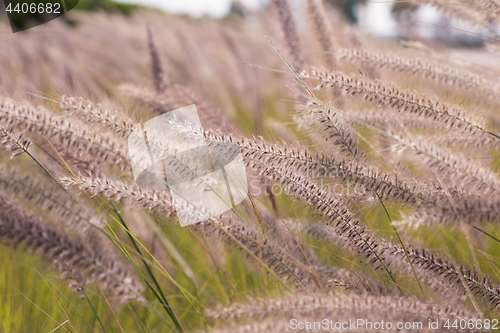 Image of Alpine meadow