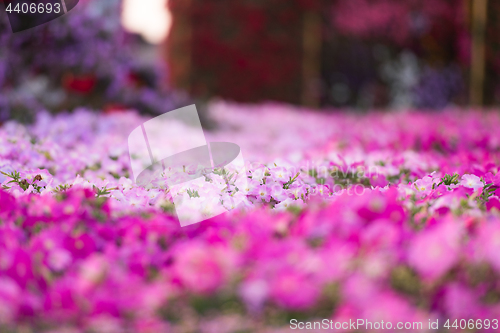 Image of Dubai miracle garden